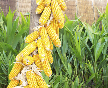 Piles of sweet corn, material for cornstarch.の写真素材