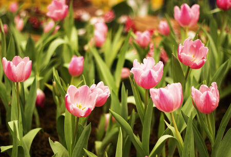  tulips in the parkの写真素材
