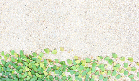 green leaf plant with on concrete wall background の写真素材