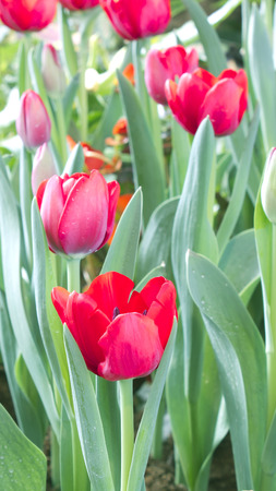  tulips flower in the parkの写真素材
