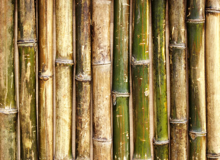 bamboo backgroundの写真素材