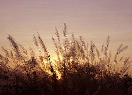 Bright orange and yellow colors sunset skyの写真素材