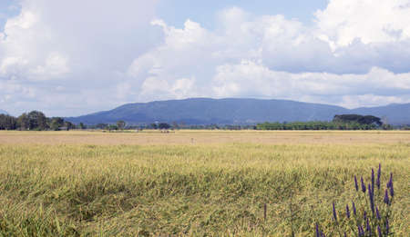 rice fieldの写真素材