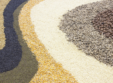 corn ,green beans, Legumes backgroundの写真素材