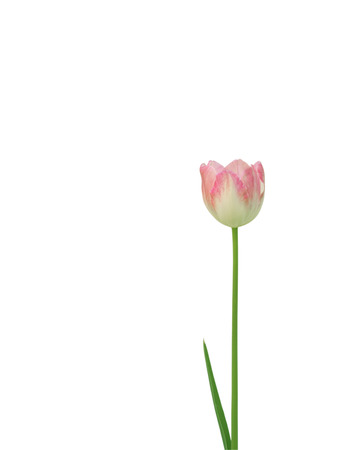 pink tulip flower isolated on white backgroundの写真素材