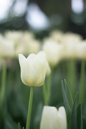  tulips flower in the parkの写真素材
