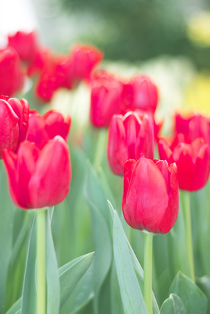 red tulips flower in the parkの写真素材