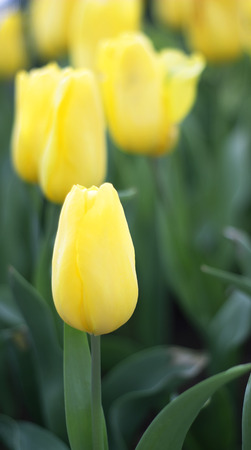 yellow tulips flower in the parkの写真素材