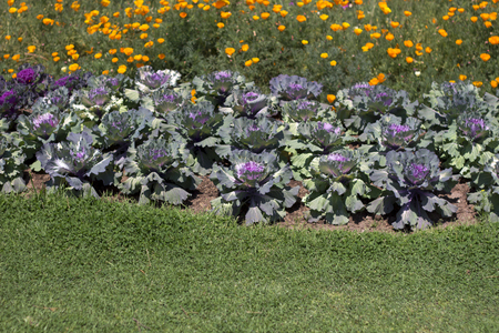 Natural  flowers bloom in summer gardenの写真素材