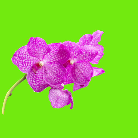 Pink orchid flowerの写真素材