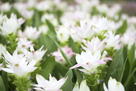 Field of siam tulip flowersの写真素材