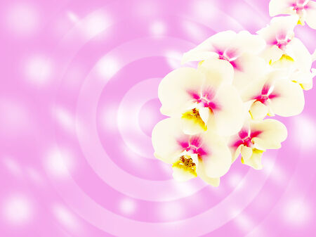orchid flower の写真素材