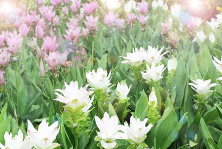 siam tulip flowersの写真素材