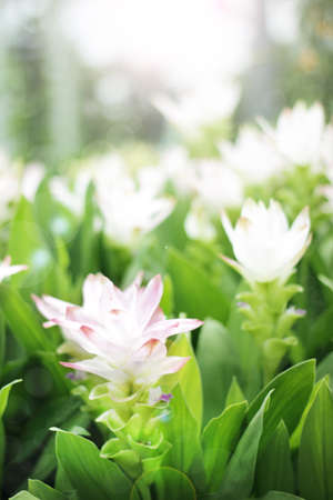 siam tulip flowersの写真素材