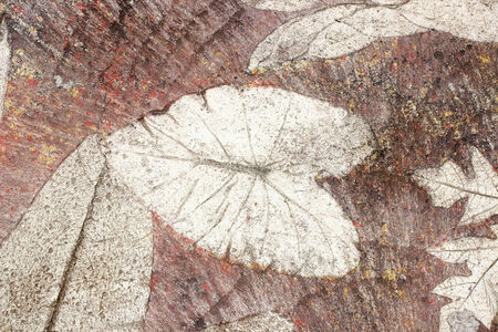 Marks of leaf on the concrete pavement.の写真素材
