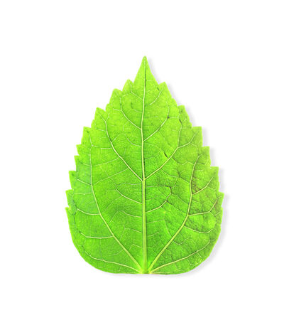 green leaves isolated on white backgroundの写真素材