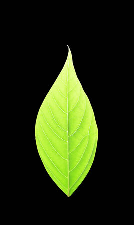 green leaves isolated on black backgroundの写真素材