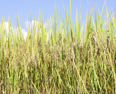 rice fieldの写真素材