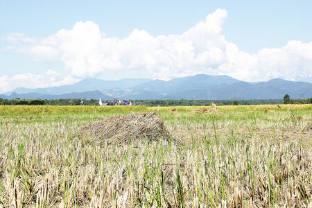 rice field , Rice harvest is completeの写真素材