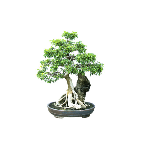 bonsai banyan tree with white background,general decoration in the traditional gardenの写真素材