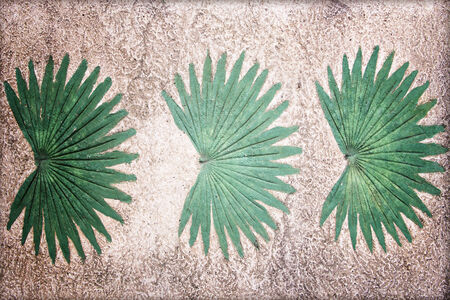 Marks of leaf on the concrete pavement.の写真素材