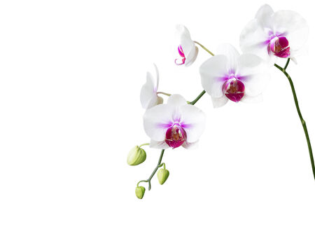White orchid flower on white backgroundの写真素材