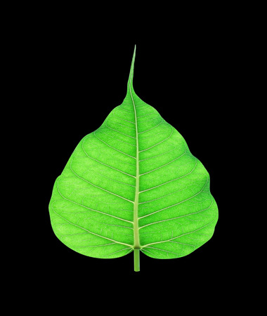green leaves isolated on black backgroundの写真素材
