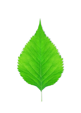 green leaves isolated on white backgroundの写真素材