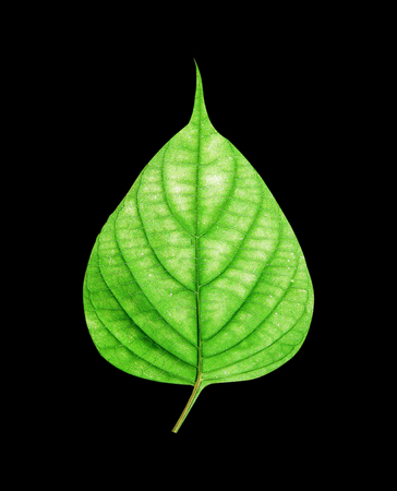 green leaves isolated on black backgroundの写真素材