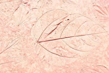 marks of leaf on the concreteの写真素材