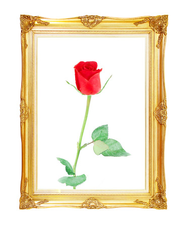 red rose on golden frame with empty  for your picture, photo, image. beautiful vintage backgroundの写真素材