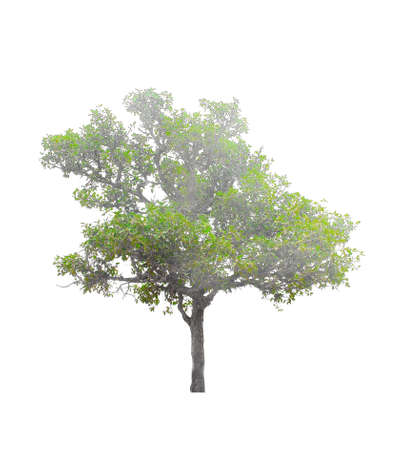 Trees  on white background