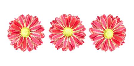 Red chrysanthemums flowerの写真素材