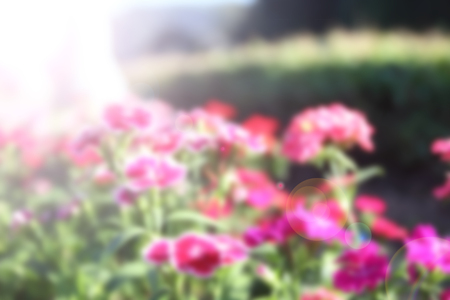 blurred of flowersの写真素材