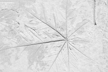 old marks of leaf on the gray concrete backgroundの写真素材