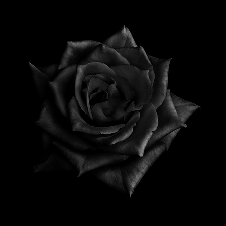 Black rose isolated on black  backgroundの写真素材
