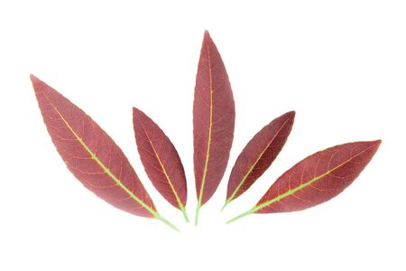 The leaves on white background.
