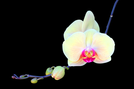 pink orchid  isolated on black backgroundの写真素材