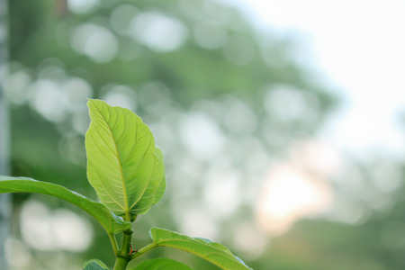 Green leaves of tropical forest plant for nature pattern and background; bokeh background.の写真素材