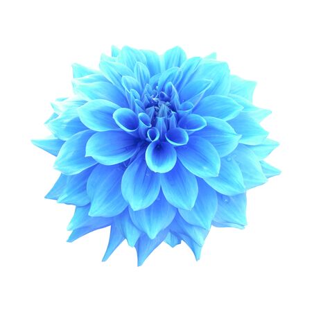 Blue dahlia flower isolated on white backgroundの写真素材