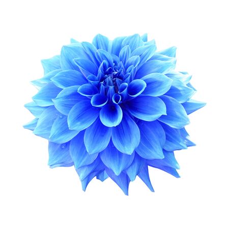 Blue dahlia flower isolated on white backgroundの写真素材