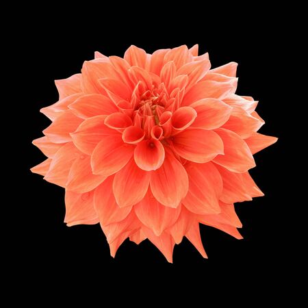 Orange dahlia flower isolated on black backgroundの写真素材