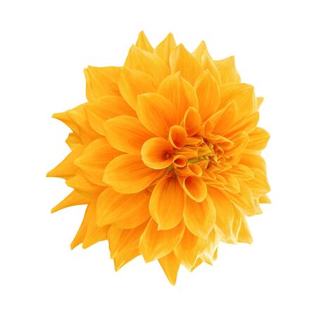 yellow dahlia flower isolated on white backgroundの写真素材
