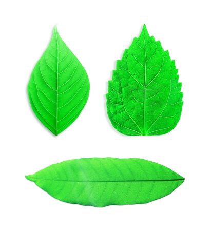 green leaves isolated on white backgroundの写真素材