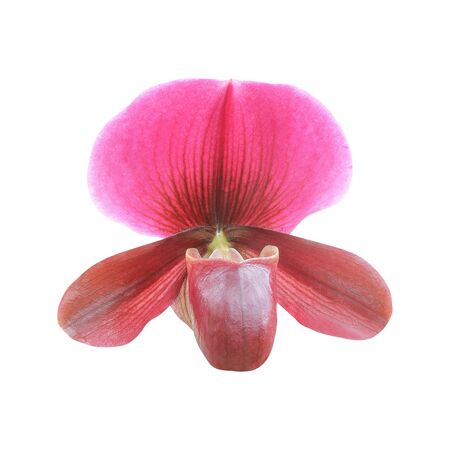 Paphiopedilum orchid isolated on white background. Lady's slipper orchid. Orchid flowers.の写真素材