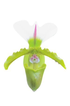 orchid flower isolated on white backgroundの写真素材