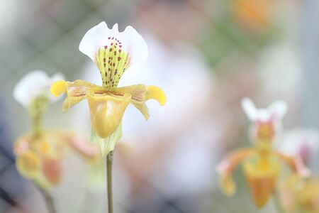 Paphiopedilum orchid texture on nature background. Lady's slipper orchids. Orchid flowers.の写真素材