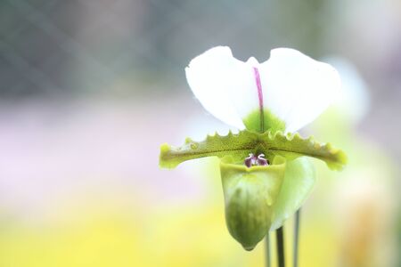 Paphiopedilum orchid texture on nature background. Lady's slipper orchids. Orchid flowers.の写真素材