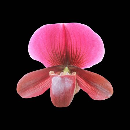 Paphiopedilum orchid isolated on black background. Lady's slipper orchid. Orchid flowers.の写真素材