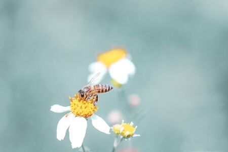 The Bee are sucking the nectar from the flowers. with blue tone as background. 